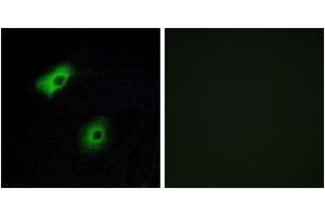 Immunofluorescence analysis of A549 cells, using OR5A2 Antibody.