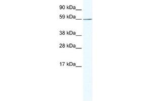 KHDRBS1 antibody (20R-1132) used at 0.