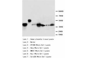 Image no. 2 for anti-Mitogen-Activated Protein Kinase 3 (MAPK3) (AA 365-379) antibody (ABIN1493437) (ERK1 Antikörper  (AA 365-379))