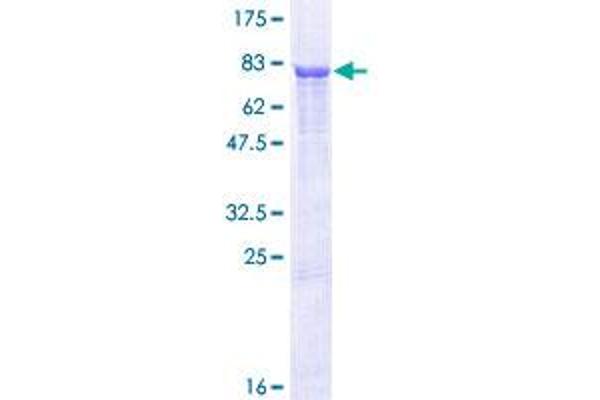 PSMD12 Protein (AA 1-456) (GST tag)