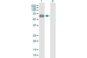 Western Blotting (WB) image for anti-Poliovirus Receptor-Related 2 (Herpesvirus Entry Mediator B) (PVRL2) (AA 1-479) antibody (ABIN519552)