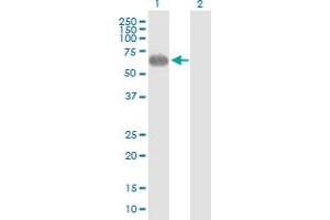 Western Blot analysis of PVRL2 expression in transfected 293T cell line by PVRL2 MaxPab polyclonal antibody. (PVRL2 Antikörper  (AA 1-479))