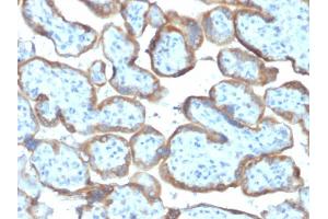 Formalin-fixed, paraffin-embedded human Placenta stained with TIMP2 Mouse Monoclonal Antibody (TIMP2/2044).