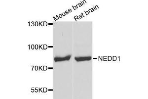 Western blot analysis of extracts of various cell lines, using NEDD1 antibody (ABIN5972959) at 1/1000 dilution. (NEDD1 Antikörper)