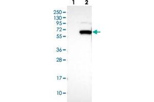 Western blot analysis of Lane 1: Negative control (vector only transfected HEK293T lysate), Lane 2: Over-expression Lysate (Co-expressed with a C-terminal myc-DDK tag (~3. (DCAF11 Antikörper)
