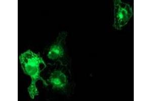 Immunofluorescence (IF) image for anti-Protein Kinase C, epsilon (PRKCE) antibody (ABIN1500230) (PKC epsilon Antikörper)