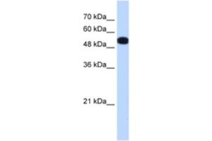 Western Blotting (WB) image for anti-UDP-Glucose Pyrophosphorylase 2 (UGP2) antibody (ABIN2463169) (UGP2 Antikörper)