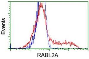 HEK293T cells transfected with either RC211854 overexpress plasmid (Red) or empty vector control plasmid (Blue) were immunostained by anti-RABL2A antibody (ABIN2453934), and then analyzed by flow cytometry. (RABL2A Antikörper)
