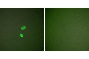 Peptide - +Immunofluorescence analysis of NIH/3T3 cells, using Galectin 3 antibody (#C0203). (Galectin 3 Antikörper)