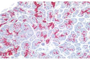 Immunohistochemistry staining of human pancreas (paraffin-embedded sections) with anti-sialyl Lewis a (121SLE), 10 μg/mL. (CA 19-9 Antikörper)
