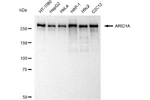 Western blotting analysis using ARID1A antibody (ABIN7797666). (Rekombinanter ARID1A Antikörper)