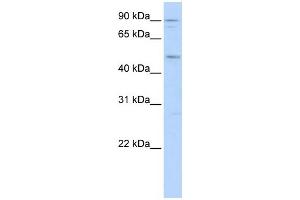 WB Suggested Anti-MEF2A Antibody Titration:  0. (MEF2A Antikörper  (N-Term))