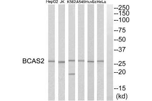 Western blot analysis of extracts from HeLa cells, HepG2 cells, Huvec cells, A549 cells, K562 cells and Jurkat cells, using BCAS2 antibody. (BCAS2 Antikörper  (C-Term))