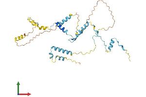 Protein Structure (PS) image for Hydrolethalus Syndrome 1 (HYLS1) (AA 1-307) protein (His tag) (ABIN7560733)