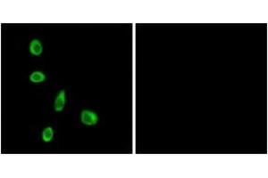 Immunofluorescence (IF) image for anti-Olfactory Receptor, Family 8, Subfamily J, Member 1 (OR8J1) (AA 233-282) antibody (ABIN2891057) (OR8J1 Antikörper  (AA 233-282))