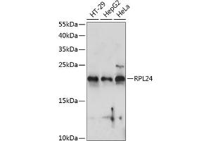 RPL24 Antikörper  (AA 38-157)