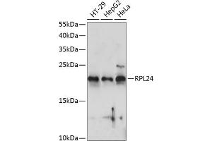 Western blot analysis of extracts of various cell lines, using RPL24 antibody (ABIN7269998) at 1:1000 dilution. (RPL24 Antikörper  (AA 38-157))