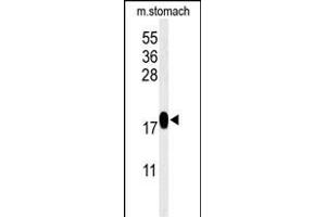 Western blot analysis of TXNDC12 Antibody (C-term) (ABIN651065 and ABIN2840056) in mouse stomach tissue lysates (35 μg/lane).