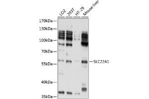Western blot analysis of extracts of various cell lines, using SLC22 antibody (739) at 1:1000 dilution. (SLC22A1 Antikörper)