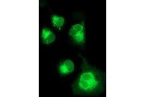Anti-NPTN mouse monoclonal antibody (ABIN2455573) immunofluorescent staining of COS7 cells transiently transfected by pCMV6-ENTRY NPTN (RC210326). (NPTN Antikörper)