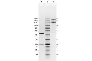 SDS-Page Results of Mouse IgG2a Isotype Control. (Maus IgG2a Isotyp-Kontrolle)