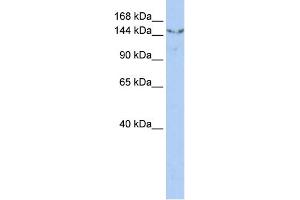 WB Suggested Anti-UGCGL2 Antibody Titration:  0. (UGCGL2 Antikörper  (N-Term))