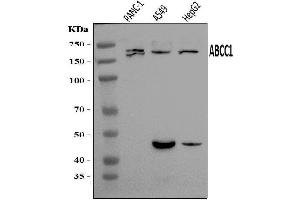 Western blot analysis of MRP1/ABCC1 using anti-MRP1/ABCC1 antibody (ABIN7600797).