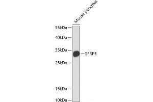 Western blot analysis of extracts of Mouse pancreas using SFRP5 Polyclonal Antibody at dilution of 1:1000.