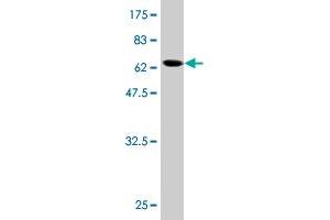 Western Blotting (WB) image for anti-BCL2-Like 14 (Apoptosis Facilitator) (BCL2L14) (AA 1-327) antibody (ABIN528948)