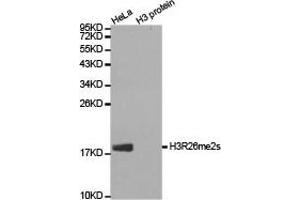 Western blot analysis of extracts of HeLa cell line and H3 protein expressed in E. (Histone 3 Antikörper  (H3R26me2s))