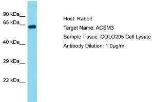 Host: Rabbit Target Name: ACSM4 Sample Tissue: Human COLO205 Whole Cell Antibody Dilution: 1ug/ml