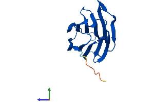 Protein Structure (PS) image for Galectin-Related Inter-Fiber Protein (GRIFIN) (AA 1-144) protein (His tag) (ABIN7560894)