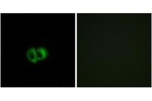 Immunofluorescence analysis of MCF7 cells, using OXER1 Antibody. (OXER1 Antikörper  (AA 212-261))