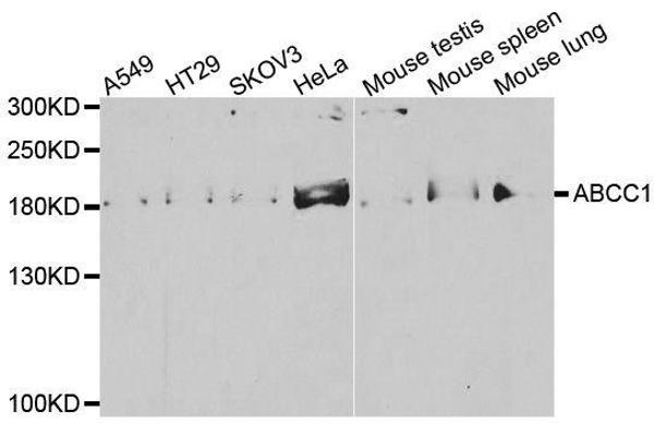 ABCC1 Antikörper