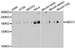 Western blot analysis of extracts of various cell lines, using ABCC1 antibody. (ABCC1 Antikörper)