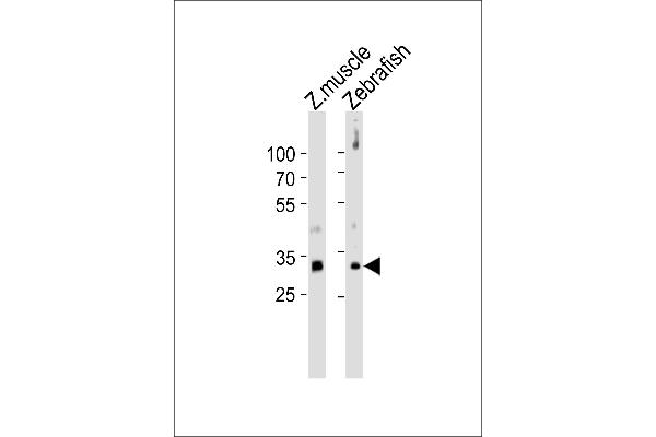 HOXB5 Antikörper  (C-Term)