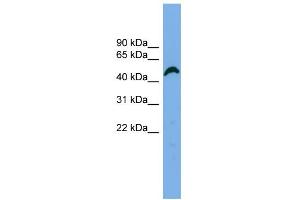 WB Suggested Anti-APBB3 Antibody Titration: 0. (APBB3 Antikörper  (N-Term))