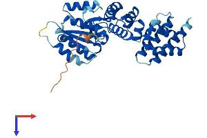 RFC5 Protein (AA 1-340) (His tag)
