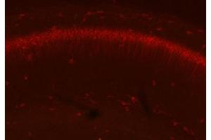 Adult WT and KO mouse hippocampus immunofluorescence with N206A/8 (green) and KC rabbit anti- Kv2.