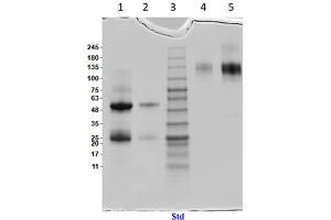 SDS PAGE Results of Armenian Hamster IgG Whole Molecule Isotype Control.