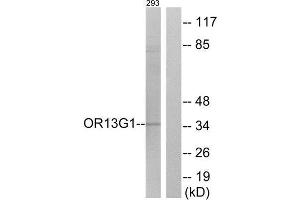Western Blotting (WB) image for anti-Olfactory Receptor, Family 13, Subfamily G, Member 1 (OR13G1) (C-Term) antibody (ABIN1853190) (OR13G1 Antikörper  (C-Term))