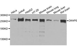 Western blot analysis of extracts of various cell lines, using CKAP5 antibody. (CKAP5 Antikörper  (AA 1763-2032))