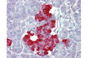 Anti-PDGFB antibody IHC of human pancreas. (PDGF-BB Homodimer (AA 222-233) Antikörper)