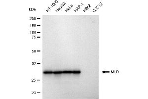 Western blotting analysis using MLD antibody (ABIN7799509).