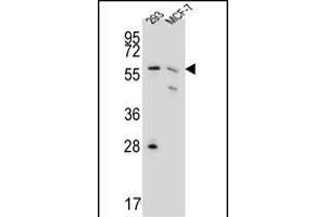 PGD Antibody (Center) (ABIN651639 and ABIN2840342) western blot analysis in 293,MCF-7 cell line lysates (35 μg/lane). (PGD Antikörper  (AA 236-265))