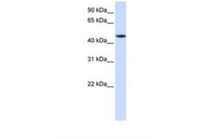 Image no. 1 for anti-Retinoid X Receptor, alpha (RXRA) (N-Term) antibody (ABIN6738084) (Retinoid X Receptor alpha Antikörper  (N-Term))