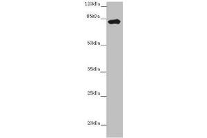 Western blot All lanes: LRCH1 antibody at 15 μg/mL + Hela whole cell lysate Secondary Goat polyclonal to rabbit IgG at 1/10000 dilution Predicted band size: 81, 78, 85 kDa Observed band size: 81 kDa (LRCH1 Antikörper  (AA 1-105))