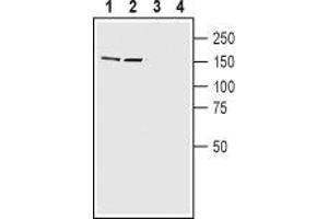 Western blot analysis of rat (lanes 1 and 3) and mouse (lanes 2 and 4) brain lysates: - 1,2. (CNTNAP2 Antikörper  (C-Term, Intracellular))