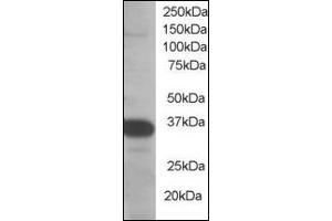 Image no. 2 for anti-Single-Strand-Selective Monofunctional Uracil-DNA Glycosylase 1 (SMUG1) (N-Term) antibody (ABIN372862) (SMUG1 Antikörper  (N-Term))