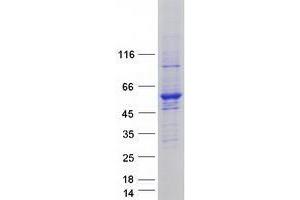 Validation with Western Blot (UBA3 Protein (Transcript Variant 1) (Myc-DYKDDDDK Tag))